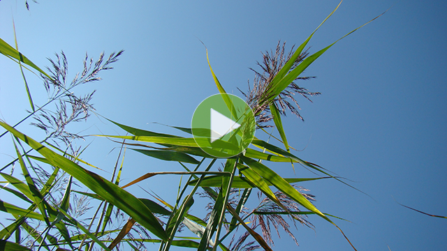 Riet